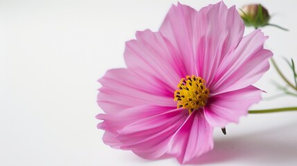 Obraz premium A flower on a white background