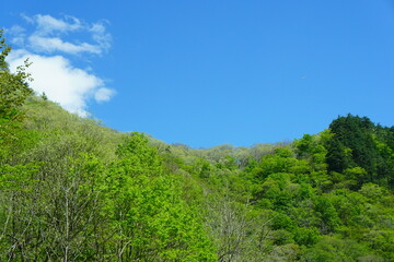 若葉　青空　新緑　葉
