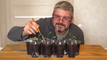 A man with a beard loosens the soil in the seedlings. Small sprouts in the dark soil. Plastic cups....