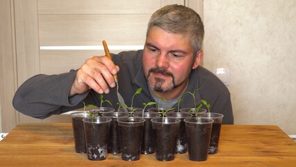 A man with a beard loosens the soil in the seedlings. Small sprouts in the dark soil. Plastic cups....