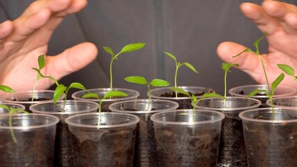 Men's hands protect plants. Seedlings in the dark ground. Seedlings in eraser cups. Gardener....