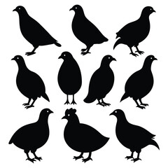 Set of Quail animal black Silhouette Vector on a white background