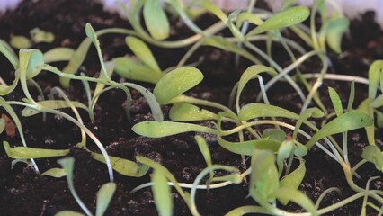 Green seedlings in dark soil. View from above. Large view. Transparent plastic. Laboratory. Genetic engineering. Growing plants.