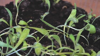Green seedlings in dark soil. View from above. Large view. Transparent plastic. Laboratory. Genetic engineering. Growing plants.
