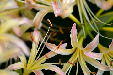close up of white spider lily