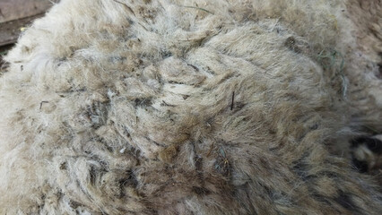 capra aegagrus hircus or goats are sold a lot during the Eid al-Adha holiday