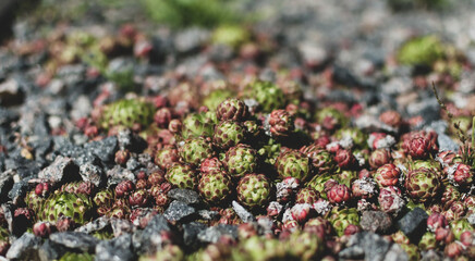 A small green plant grown on a stone