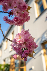 Pink blooming cherry tree in a garden by a house.