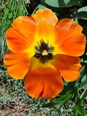 Fototapeta premium Geöffnete Tulpenblüte im Frühling - Tulipa - Liliaceae