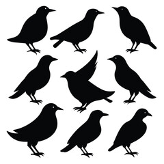 Set of Starling animal black Silhouette Vector on a white background