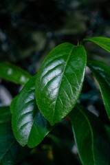 green leave botanical vegetation close up