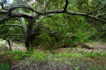 Obraz premium Sendero, bosque con árboles