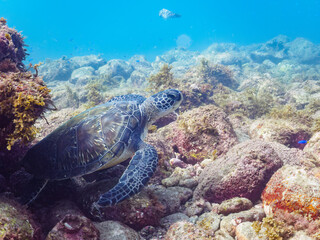 ゆったり泳ぐ美しく大きなアオウミガメ（ウミガメ科）。

日本国静岡県伊豆半島賀茂郡南伊豆町中木から渡し船で渡るヒリゾ浜にて。
2022年夏水中撮影。

The Beautiful and large green sea turtle (Chelonia mydas, family Turtles). 

Hirizohama beach, by ferry from Nakagi, Minami-