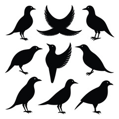 Set of Starling animal black Silhouette Vector on a white background