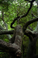 Fototapeta premium Sendero, bosque con árboles