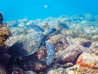 Naklejka premium ゆったり泳ぐ美しく大きなアオウミガメ（ウミガメ科）。日本国静岡県伊豆半島賀茂郡南伊豆町中木から渡し船で渡るヒリゾ浜にて。 2022年夏水中撮影。The Beautiful and large green sea turtle (Chelonia mydas, family Turtles).Hirizohama beach, by ferry from Nakagi, Minami-
