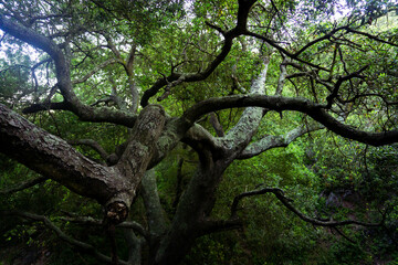 Sendero, bosque con árboles
