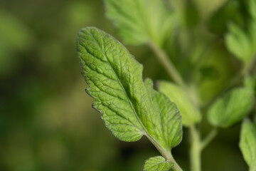 Green leaf of a tomatoe plant.