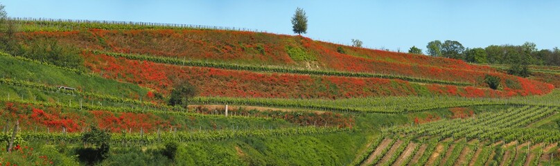 Mohnblumenrain in Burkheim