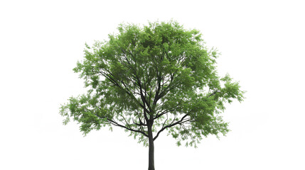 Obraz premium Green wide tree white background
