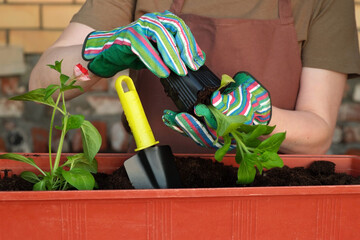 Gardener woman taking a petunia seedling out of a plastic disposable pot for transplantation....