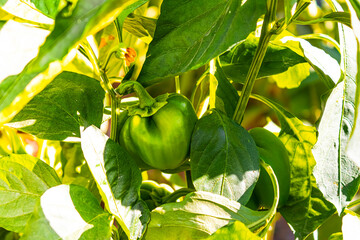 Green bell pepper hanging on tree in the plantation, can be eaten fresh or cooked.