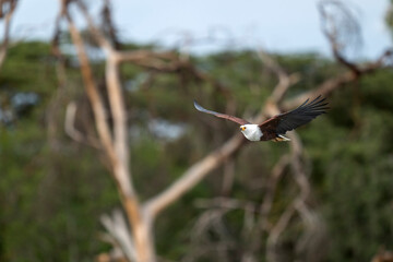 Naivasha national park, fish eagle hunting