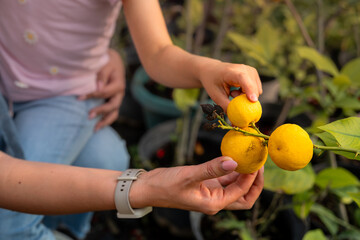 Close-up of hands examining fresh lemons on a tree, highlighting family involvement in gardening.