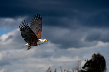 Naivasha national park, fish eagle hunting