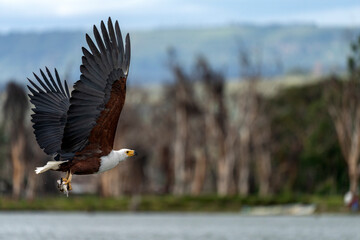 Naivasha national park, fish eagle hunting