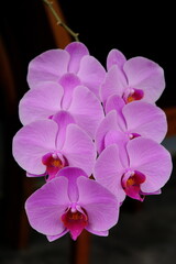 Obraz premium Orchid Bulan or Puspa Pesona is one of Indonesia's national flowers. First discovered by a Dutch botanist, Dr. C.L. Blume. Phalaenopsis amabilis