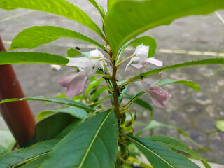 impatiens balsamina plant with white flowers