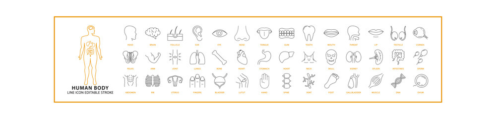 Human Body Icons. Human Body Icon Set. Human Body Line Icons. Vector Illustration. Editable Stroke.