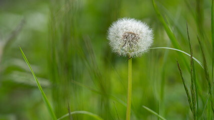 dandelion on grass