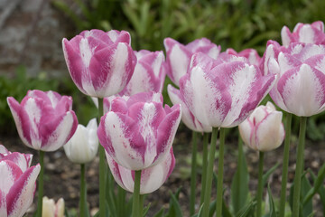 beautiful pink and white tulips in the spring