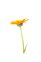 orange flowers of calendula on a white background