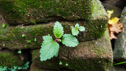 muntingia calabura plants that grow between the bricks