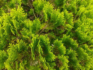 Platycladus plants are widely planted in cold areas