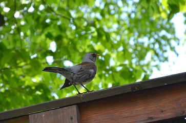 Fieldfare bird (Turdus pilaris)  on a wooden fence against spring green leaves sky background. Wild birds wildlife, birds in spring concept. Free copy space.