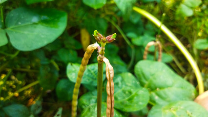 The vigna unguiculata plant is a type of bean