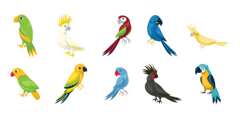 Parrots Illustration Set
