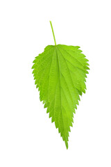 young leaves of nettle isolated on a white background