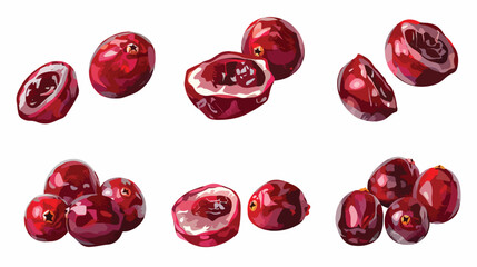 Set of dried cranberries on white background Vector style