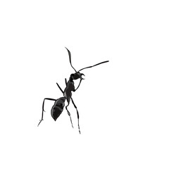 ant icon without a background 