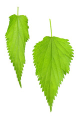 young leaves of nettle isolated on a white background