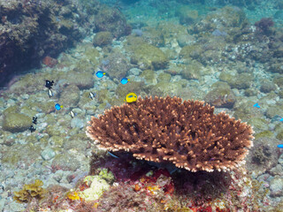 美しいテーブルサンゴと可愛いナンヨウハギ（ニザダイ科）、フタスジリュウキュウスズメダイ、ミツボシクロスズメダイ（スズメダイ科）、スミツキトノサマダイ（チョウチョウウオ科）他の幼魚の群れ。

日本国静岡県伊豆半島賀茂郡南伊豆町中木から渡し船で渡るヒリゾ浜にて。
2022年夏水中撮影。
Palette surgeonfish (Fragtail surgeonfish), Reticulated Da