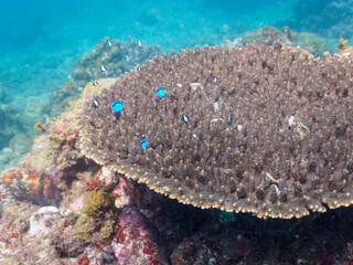 美しいテーブルサンゴと可愛いナンヨウハギ（ニザダイ科）、フタスジリュウキュウスズメダイ、ミツボシクロスズメダイ（スズメダイ科）、スミツキトノサマダイ（チョウチョウウオ科）他の幼魚の群れ。

日本国静岡県伊豆半島賀茂郡南伊豆町中木から渡し船で渡るヒリゾ浜にて。
2022年夏水中撮影。
Palette surgeonfish (Fragtail surgeonfish), Reticulated Da