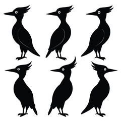 Set of Woodpecker animal black Silhouette Vector on a white background