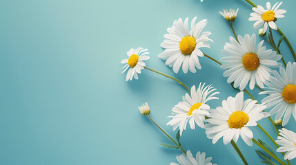 Beautiful white daisies