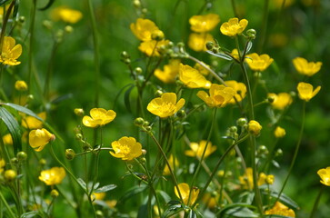 Wild yellow buttercups blooming on a meadow . Family of common buttercup 'Ranunculus' wildflowers . Free copy space.	